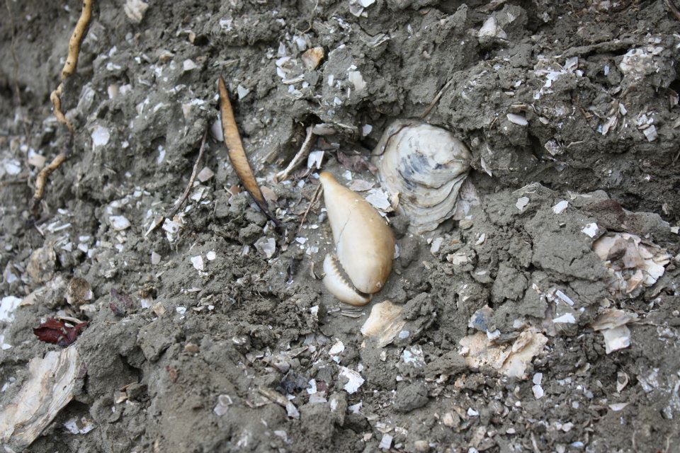 SHELLS AND SHARKS